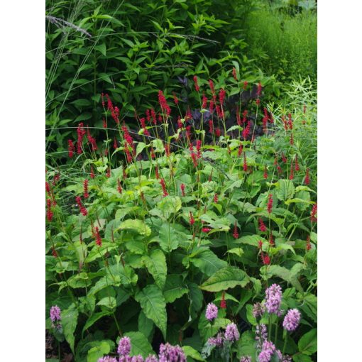 Persicaria amplexicaulis Annas Choice - Keserűfű