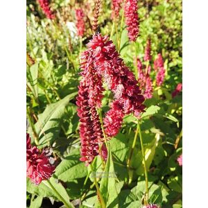 Persicaria amplexicaulis Dark Red - Keserűfű