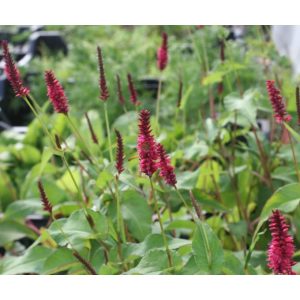 Persicaria amplexicaulis Heutinck - Keserűfű