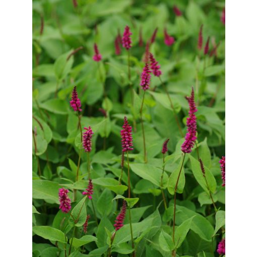 Persicaria amplexicaulis Inverleith - Keserűfű