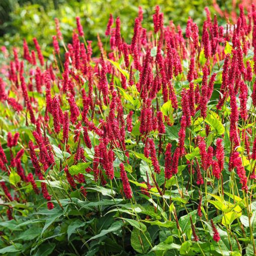 Persicaria amplexicaulis JS Calor - Keserűfű