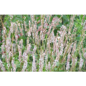Persicaria amplexicaulis JS Misty Morning - Keserűfű