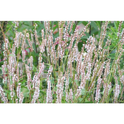 Persicaria amplexicaulis JS Misty Morning - Keserűfű