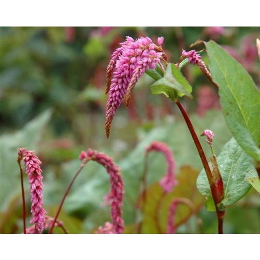 Persicaria amplexicaulis pendula - Keserűfű