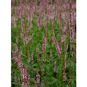 Persicaria amplexicaulis Rosea - Keserűfű