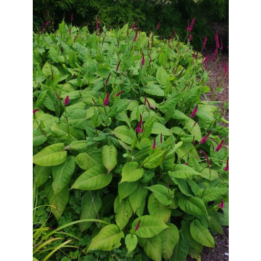 Persicaria amplexicaulis Taurus - Keserűfű