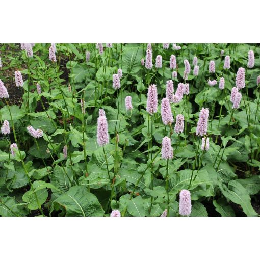 Persicaria bistorta - Keserűfű