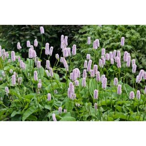 Persicaria bistorta Superba - Keserűfű