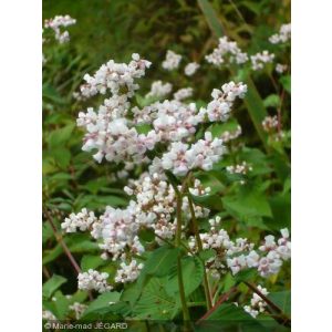 Persicaria campanulata Alba - Keserűfű