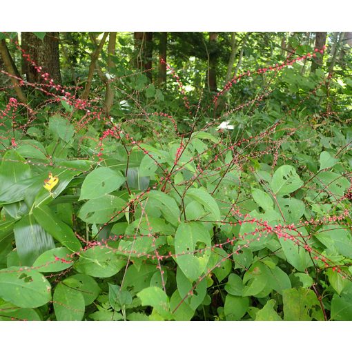 Persicaria filiformis - Keserűfű