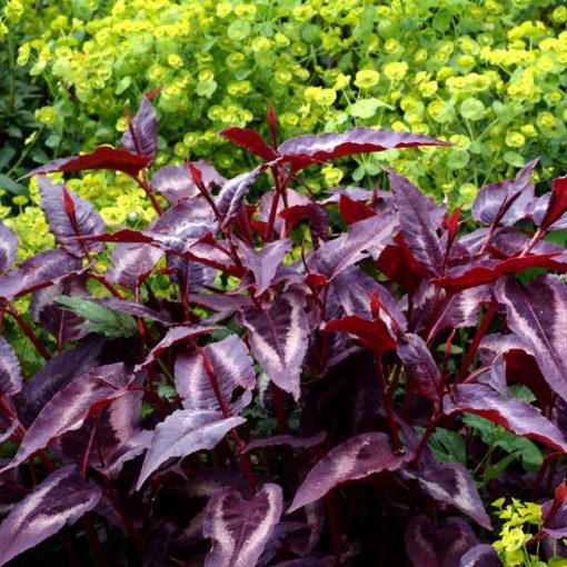 Persicaria microcephala Night Dragon - Keserűfű