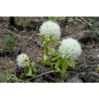 Acsalapu (Petasites)