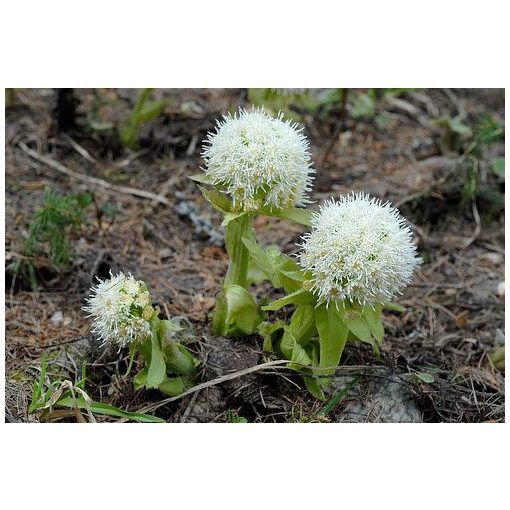 Petasites albus - Acsalapu