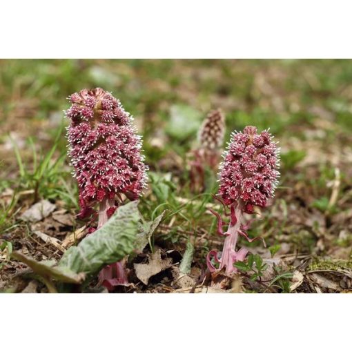 Petasites hybridus - Acsalapu