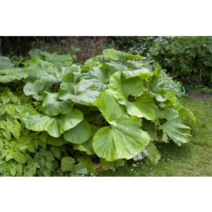 Petasites japonicus Giganteus - Acsalapu