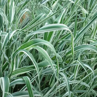 Pántlikafű (Phalaris)