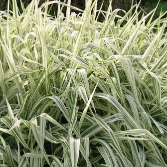 Pántlikafű (Phalaris)