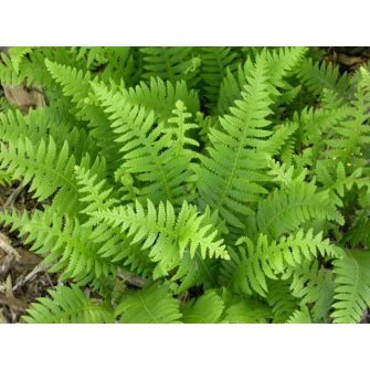 Buglyospáfrány (Phegopteris)