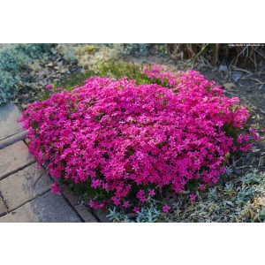 Phlox douglasii Crackerjack - Törpe lángvirág