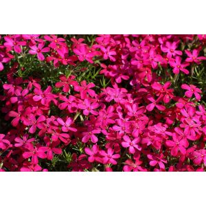 Phlox douglasii Ochsenblut - Törpe lángvirág