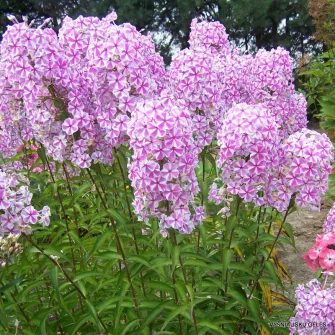 Lángvirág (Phlox)