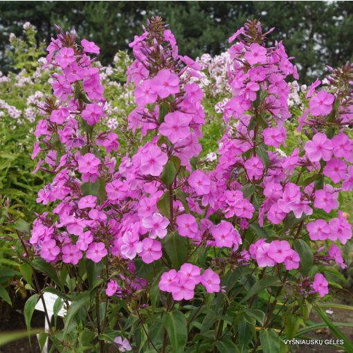 Phlox maculata Rosalinde - Réti lángvirág