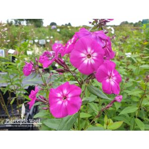 Phlox paniculata Adinda - Bugás lángvirág