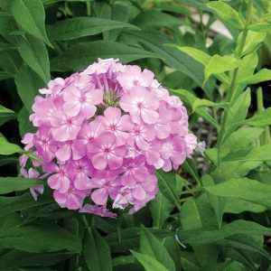 Phlox paniculata Davids Lavender - Bugás lángvirág