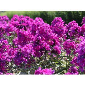 Phlox paniculata Düsterlohe - Bugás lángvirág