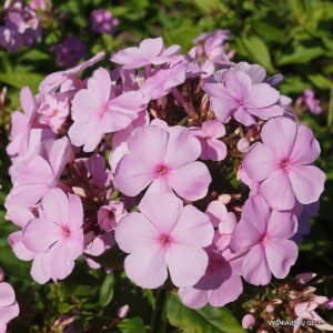 Phlox paniculata Elizabeth Arden - Bugás lángvirág