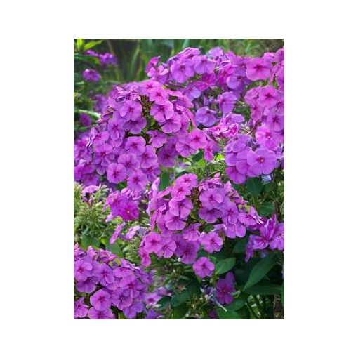 Phlox paniculata Flame Pro Purple - Bugás lángvirág