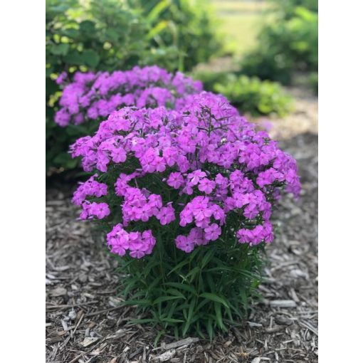 Phlox paniculata Forever Pink - Bugás lángvirág