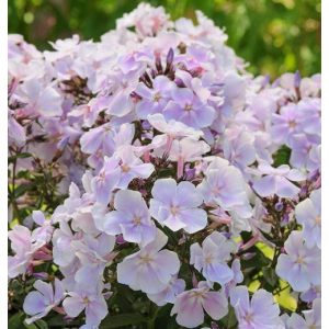 Phlox paniculata Franz Schubert - Bugás lángvirág