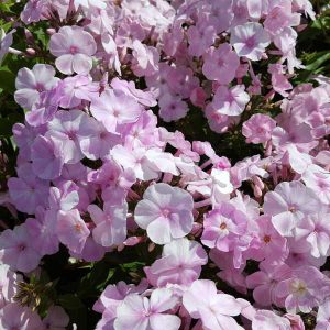Phlox paniculata Helena - Bugás lángvirág