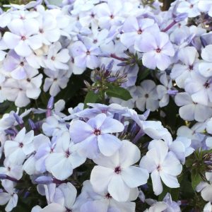 Phlox paniculata Marine Flame - Bugás lángvirág