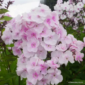Phlox paniculata Monica Lynden-Bell - Bugás lángvirág