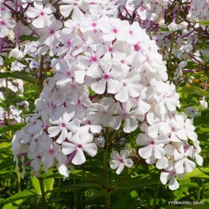 Phlox paniculata Nirvana - Bugás lángvirág