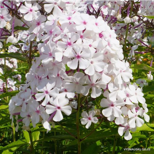 Phlox paniculata Nirvana - Bugás lángvirág