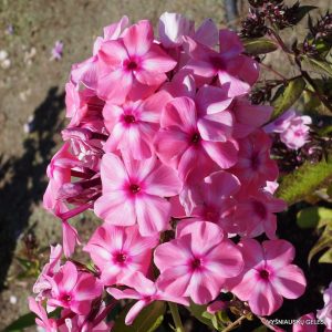 Phlox paniculata Oljenka - Bugás lángvirág