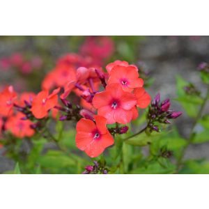 Phlox paniculata Orange Perfection - Bugás lángvirág