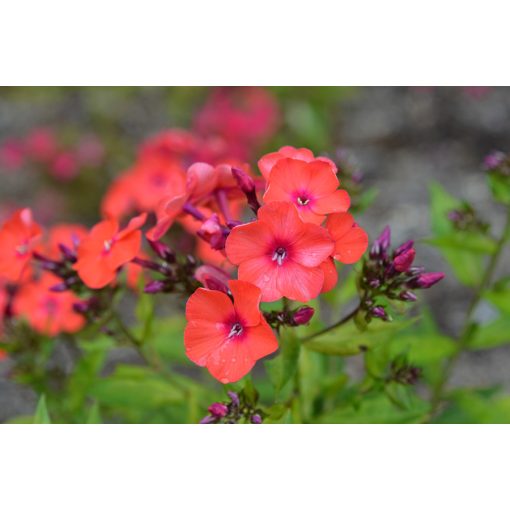 Phlox paniculata Orange Perfection - Bugás lángvirág