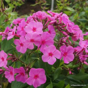 Phlox paniculata Pink Flame - Bugás lángvirág