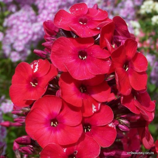 Phlox paniculata Red Flame - Bugás lángvirág