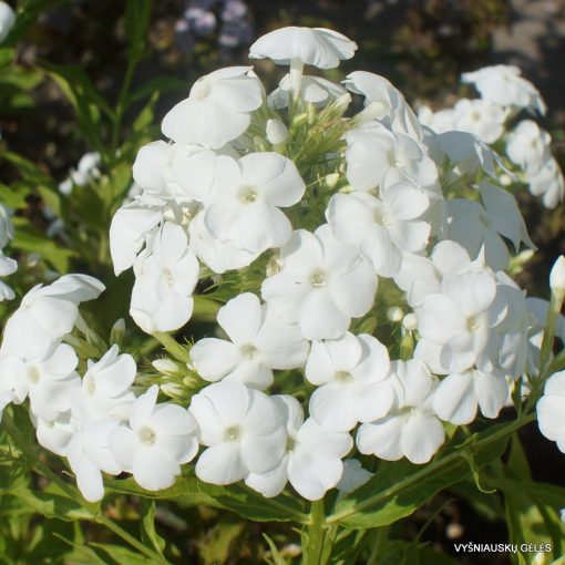 Phlox paniculata Rembrandt - Bugás lángvirág