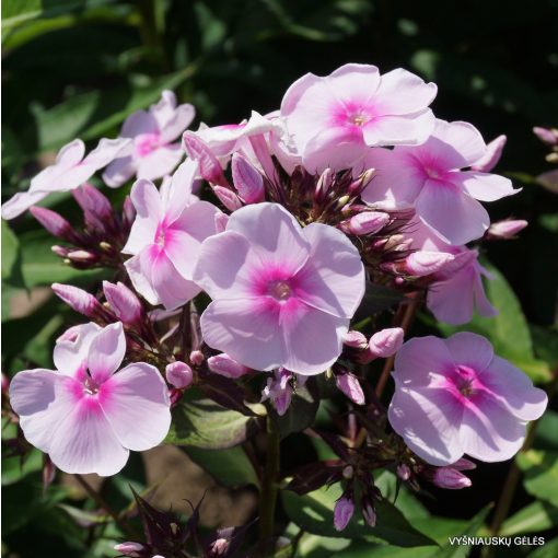 Phlox paniculata Sweet Summer Sensation - Bugás lángvirág