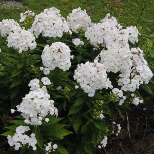 Phlox paniculata Sweet Summer Snow - Bugás lángvirág