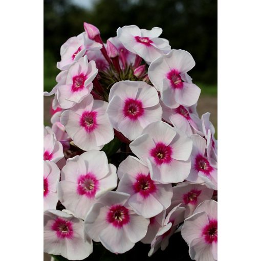 Phlox paniculata Younique Trendy - Bugás lángvirág