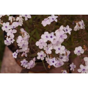 Phlox subulata Bavaria - Árlevelű lángvirág