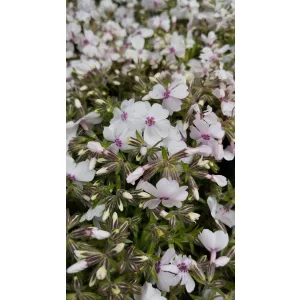 Phlox subulata Coral Eye - Árlevelű lángvirág