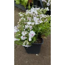 Phlox subulata Coral Eye - Árlevelű lángvirág